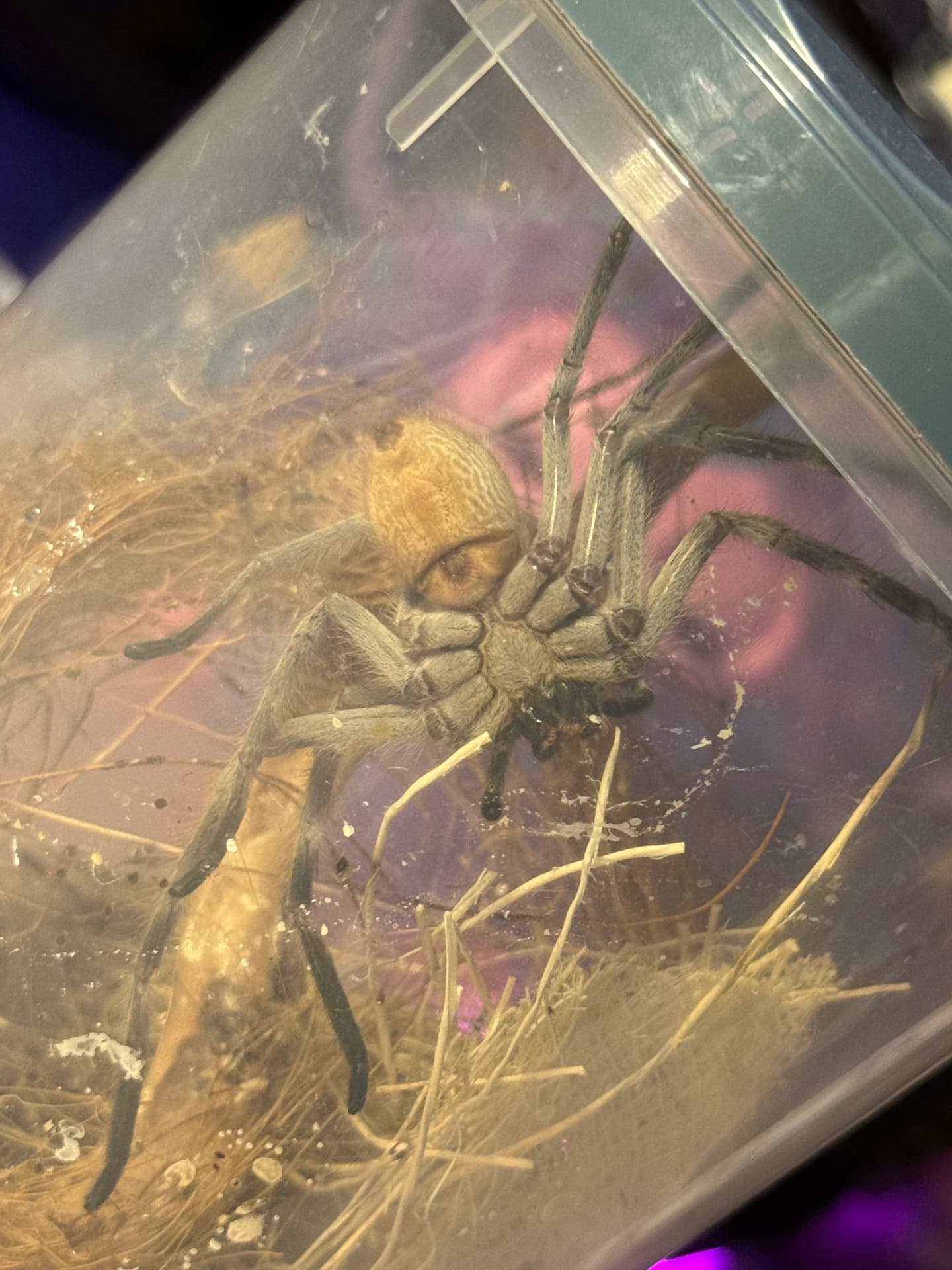 holconia murrayensis - holconia murrayensis | Terra Market