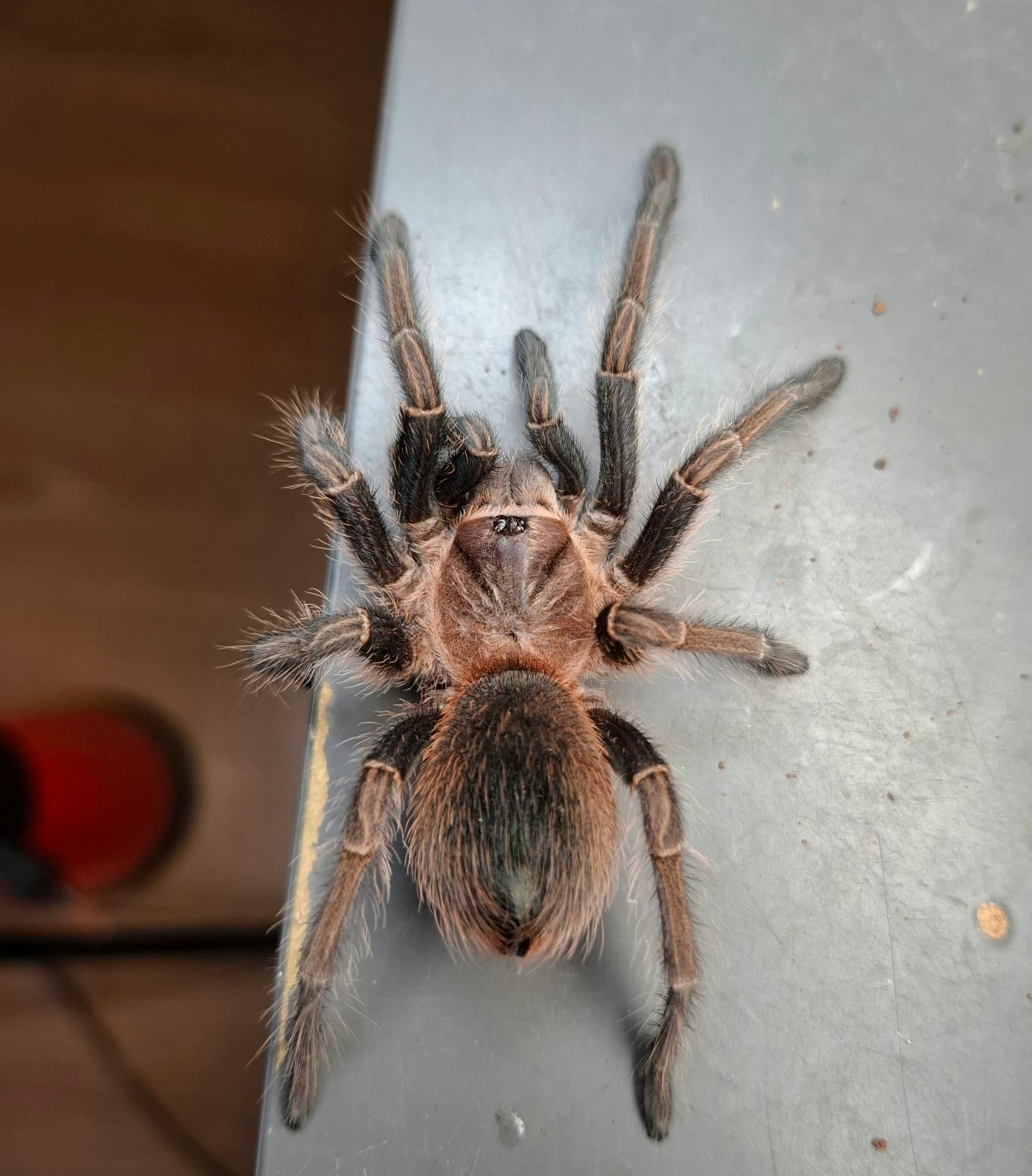 Samica Phormictopus sp. green gold carapax 4dc