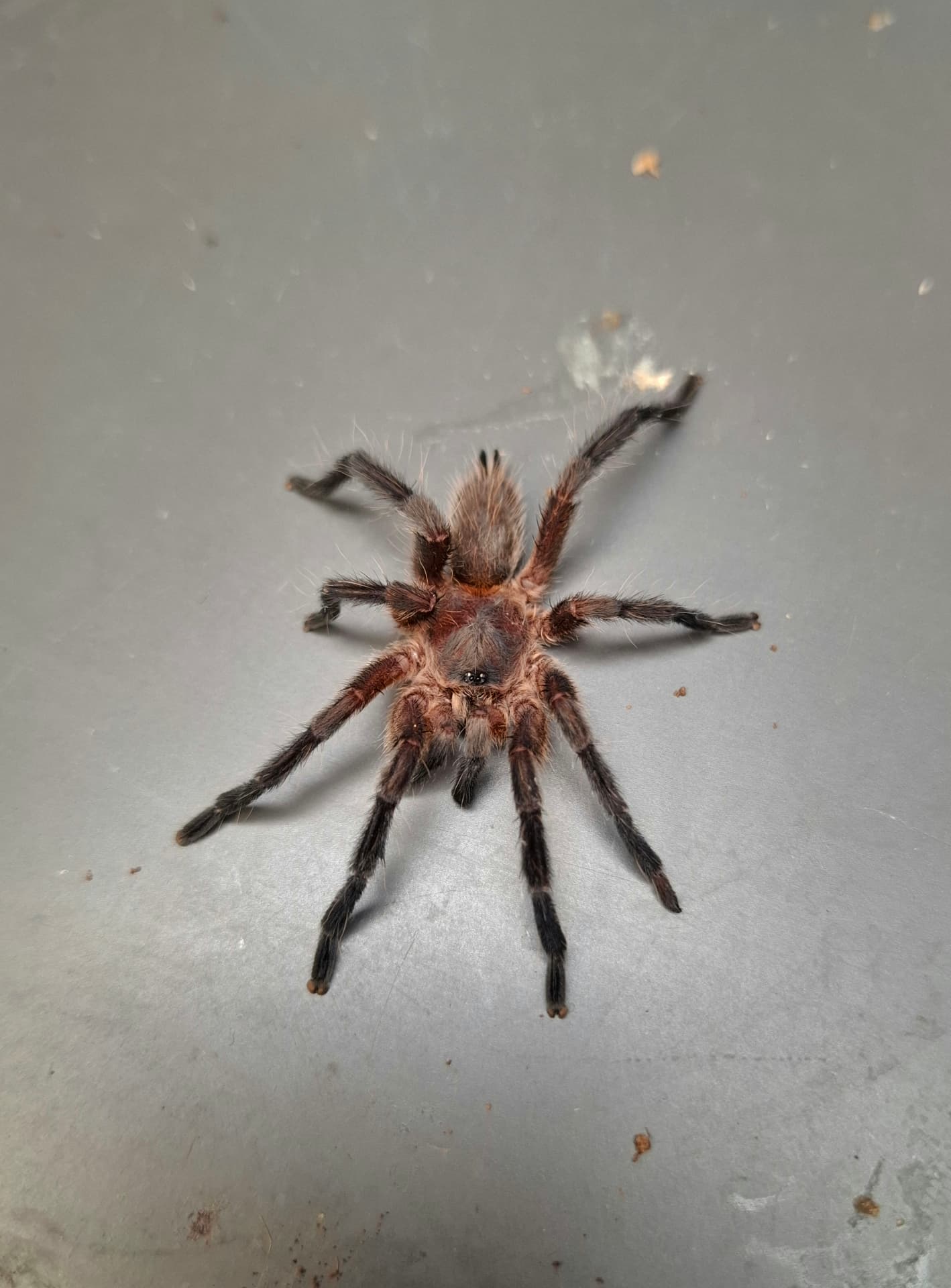 Samiec ADULT Dolichothele rufoniger