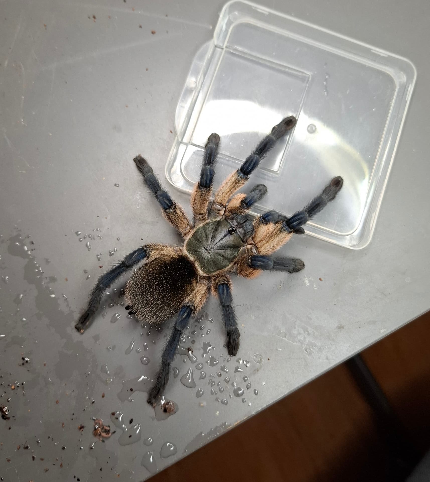 Monocentropus balfouri - Female Monocentropus balfouri ~5.5 dc | Terra Market
