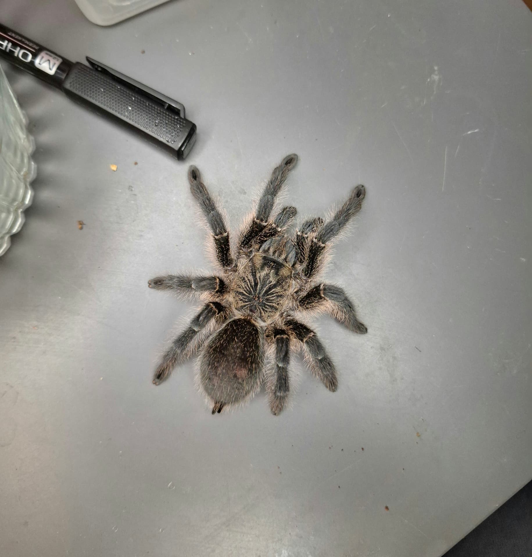 Harpactira namaquensis - Female Harpactira namaquensis ~5 days old | Terra Market