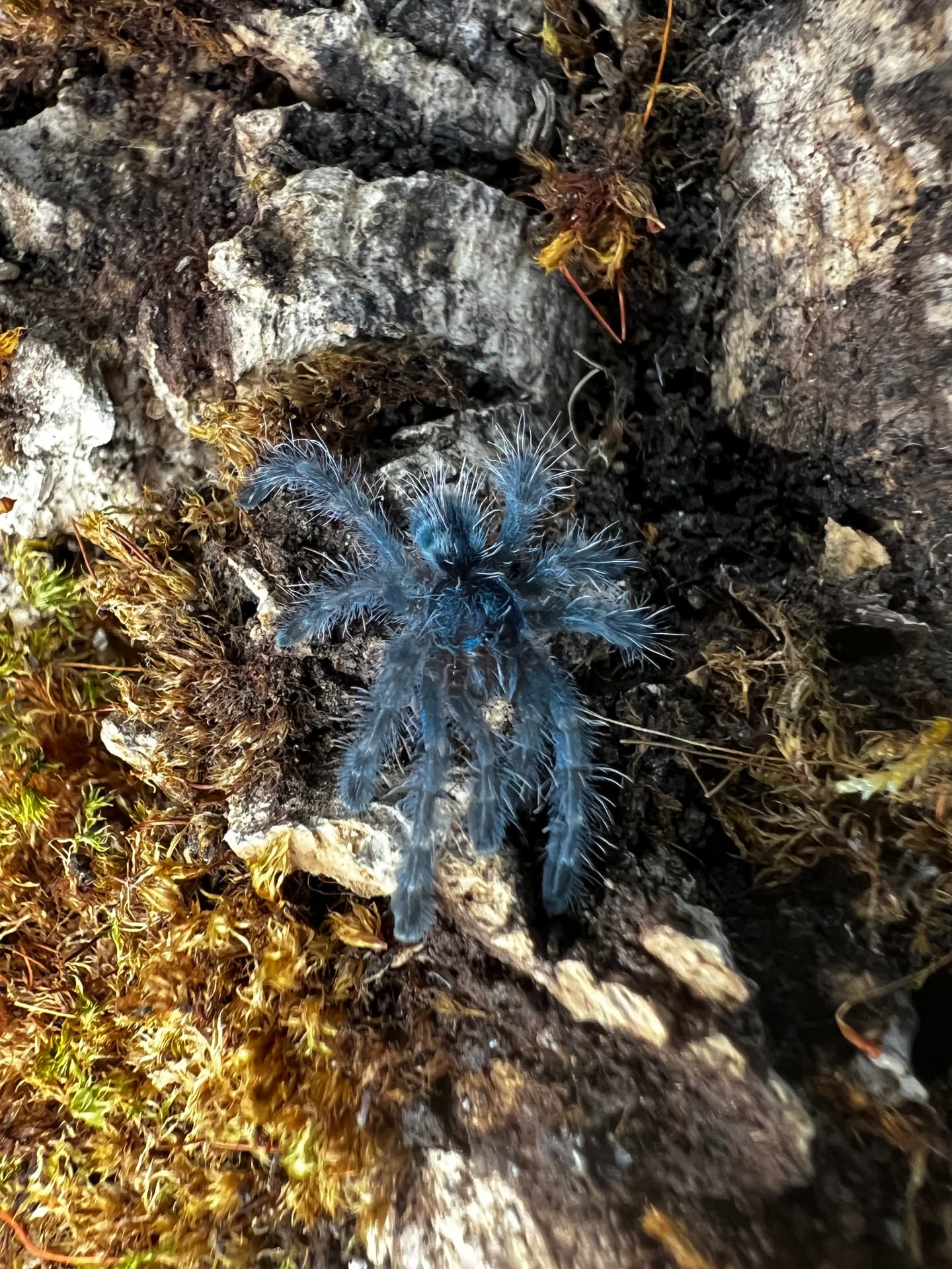 Caribena versicolor - 10x Caribena Versicolor L2 | Terra Market