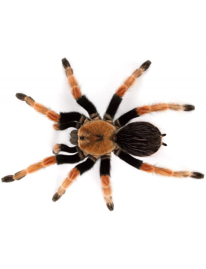 Brachypelma boehmei - Brachypelma Boehmei L3 | Terra Market