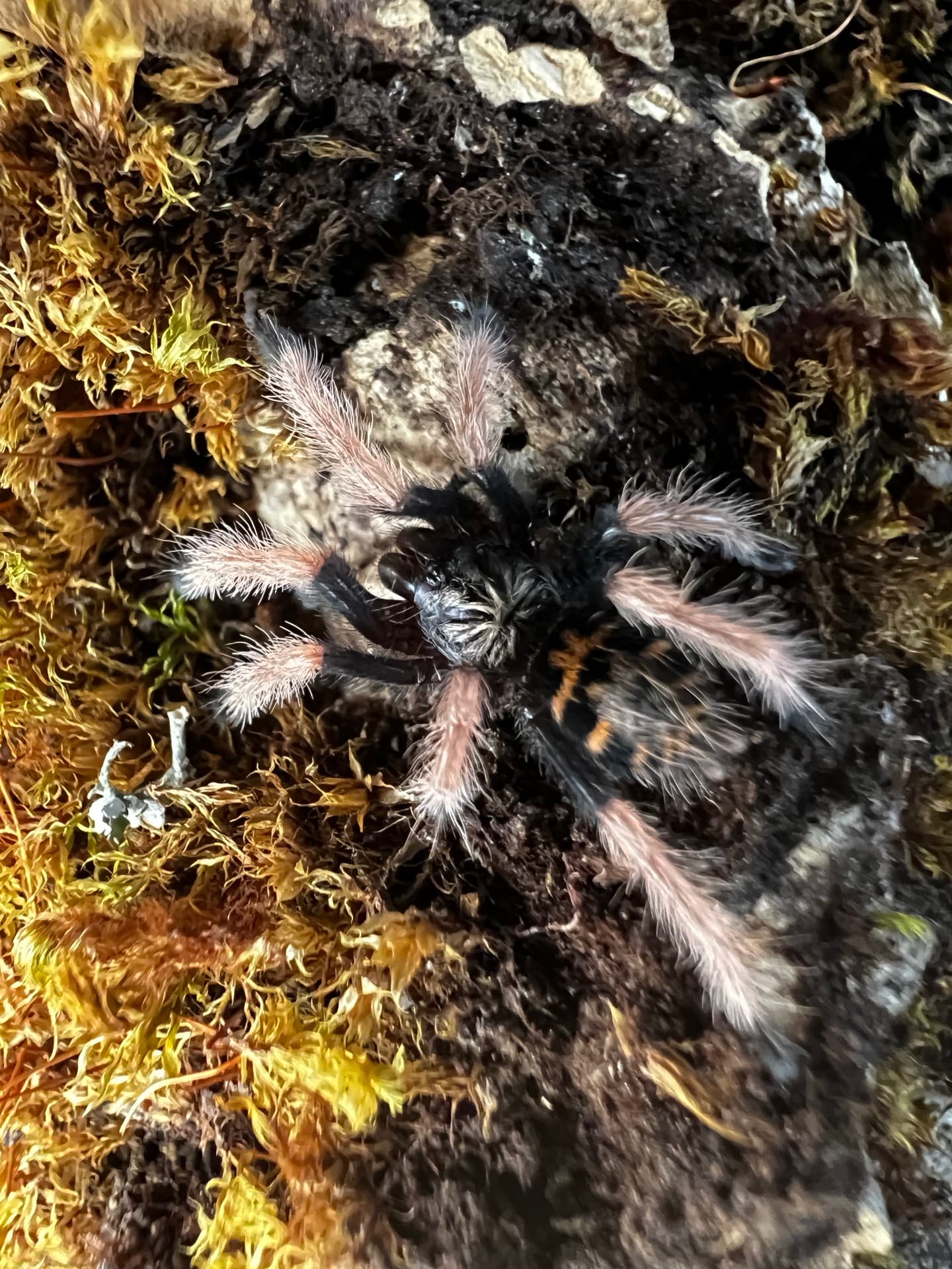 Chromatopelma cyaneopubescens - Chromatopelma cyaneopubescens L2 | Terra Market