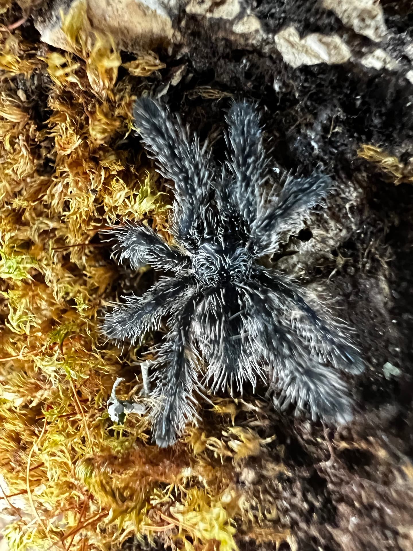 Avicularia purpurea - Avicularia purpurea L2/L3 | Terra Market