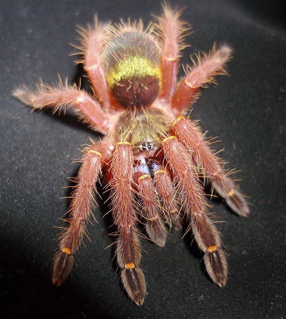 Ephebopus cyanognathus - Ephebopus cyanognathus L2/L3 | Terra Market