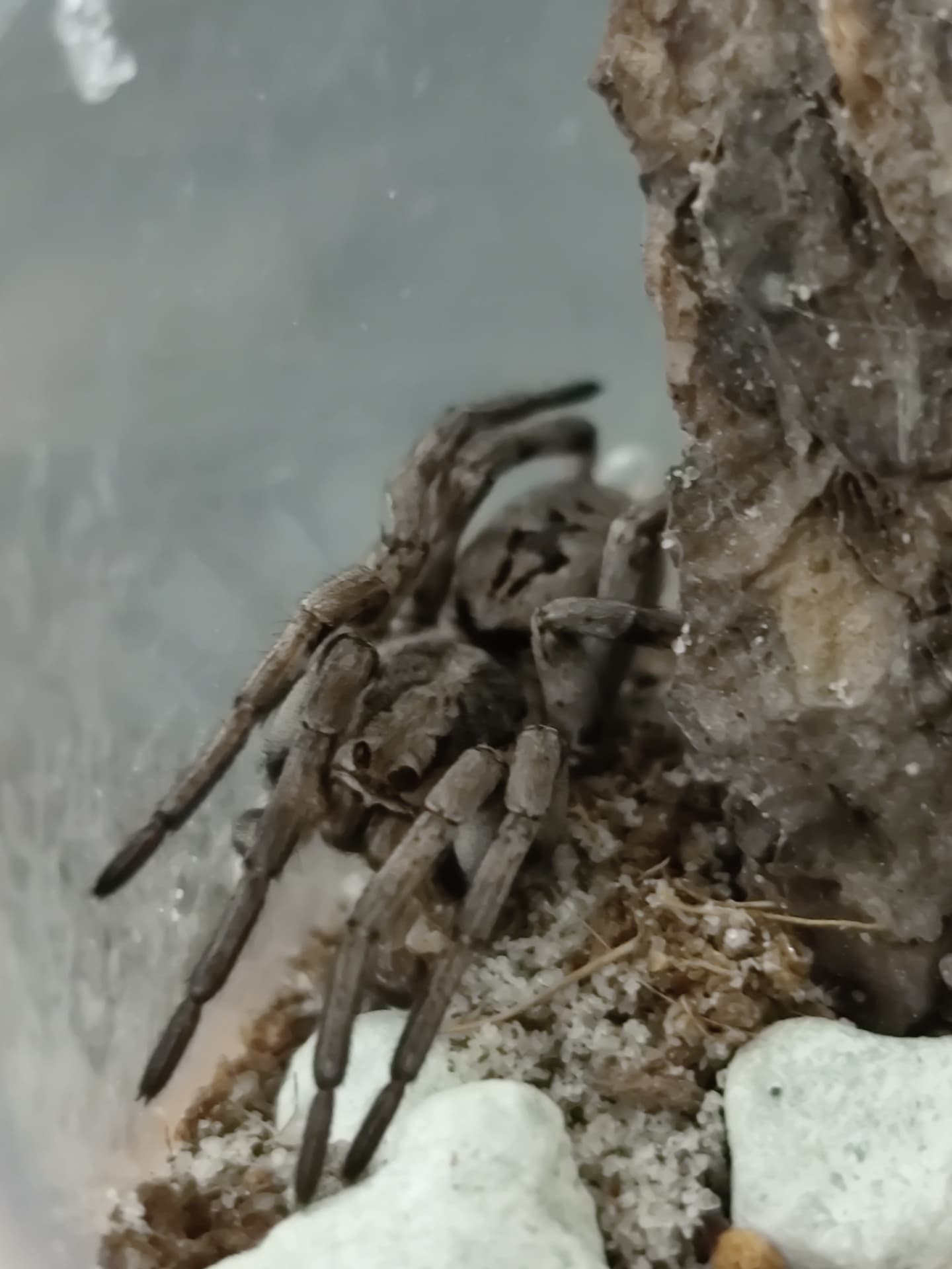 Lycosa praegrandis - Male adult Lycosa praegrandis | Terra Market