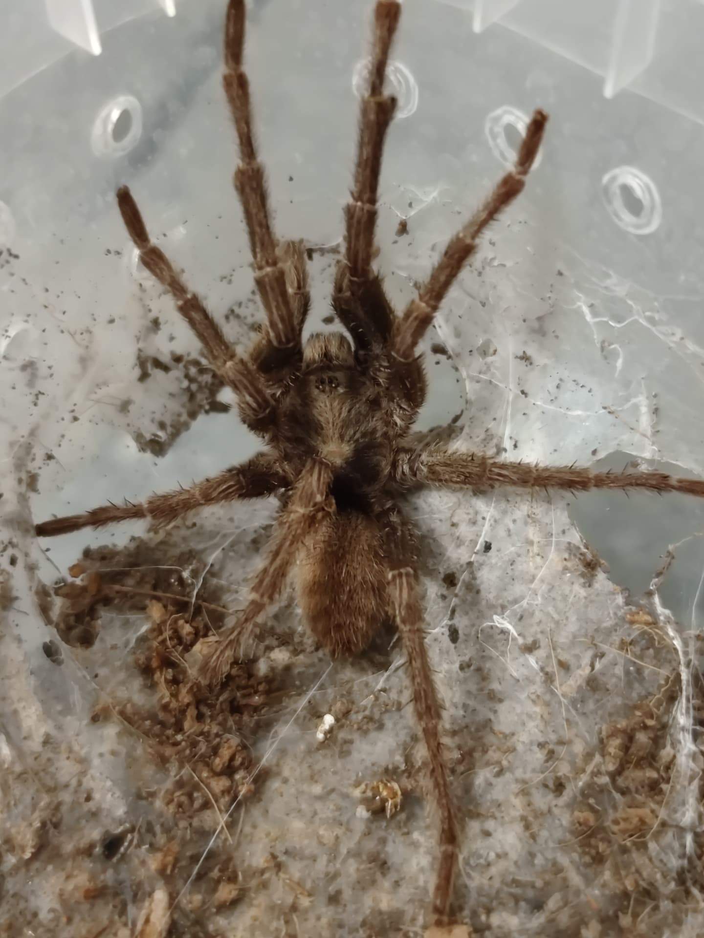 Guyruita cerrado - Adult male Guyruita cerrado | Terra Market