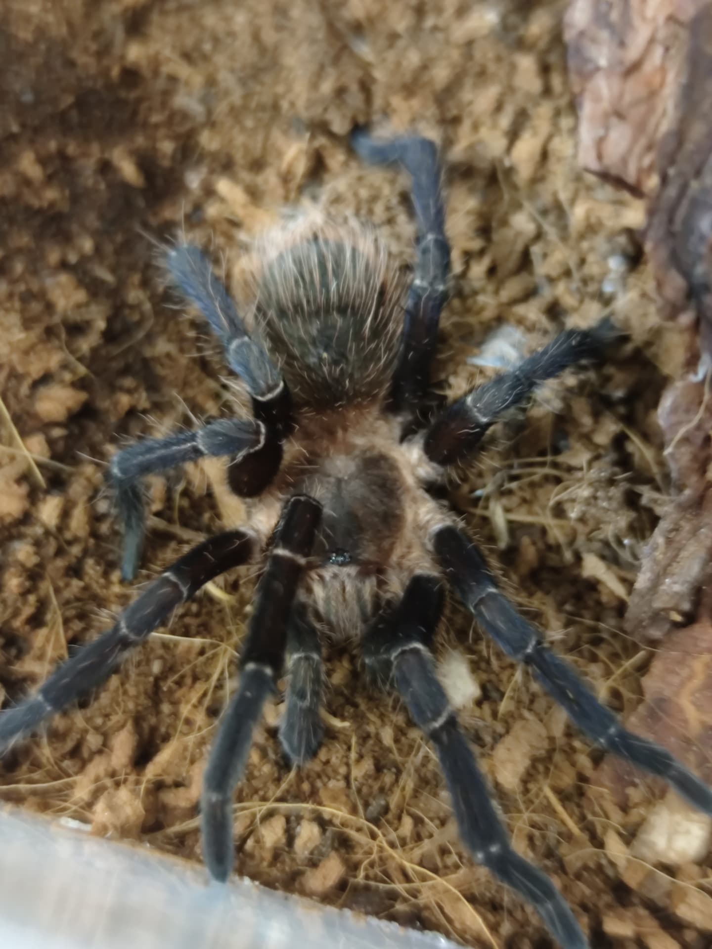 Dorosły samiec Pseudhapalopus sp. Columbia