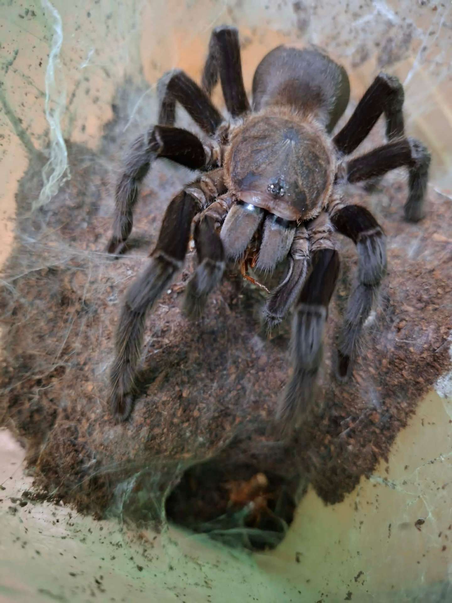 Chilobrachys dyscolus Black - Chilobrachys dyscolus Black | Terra Market