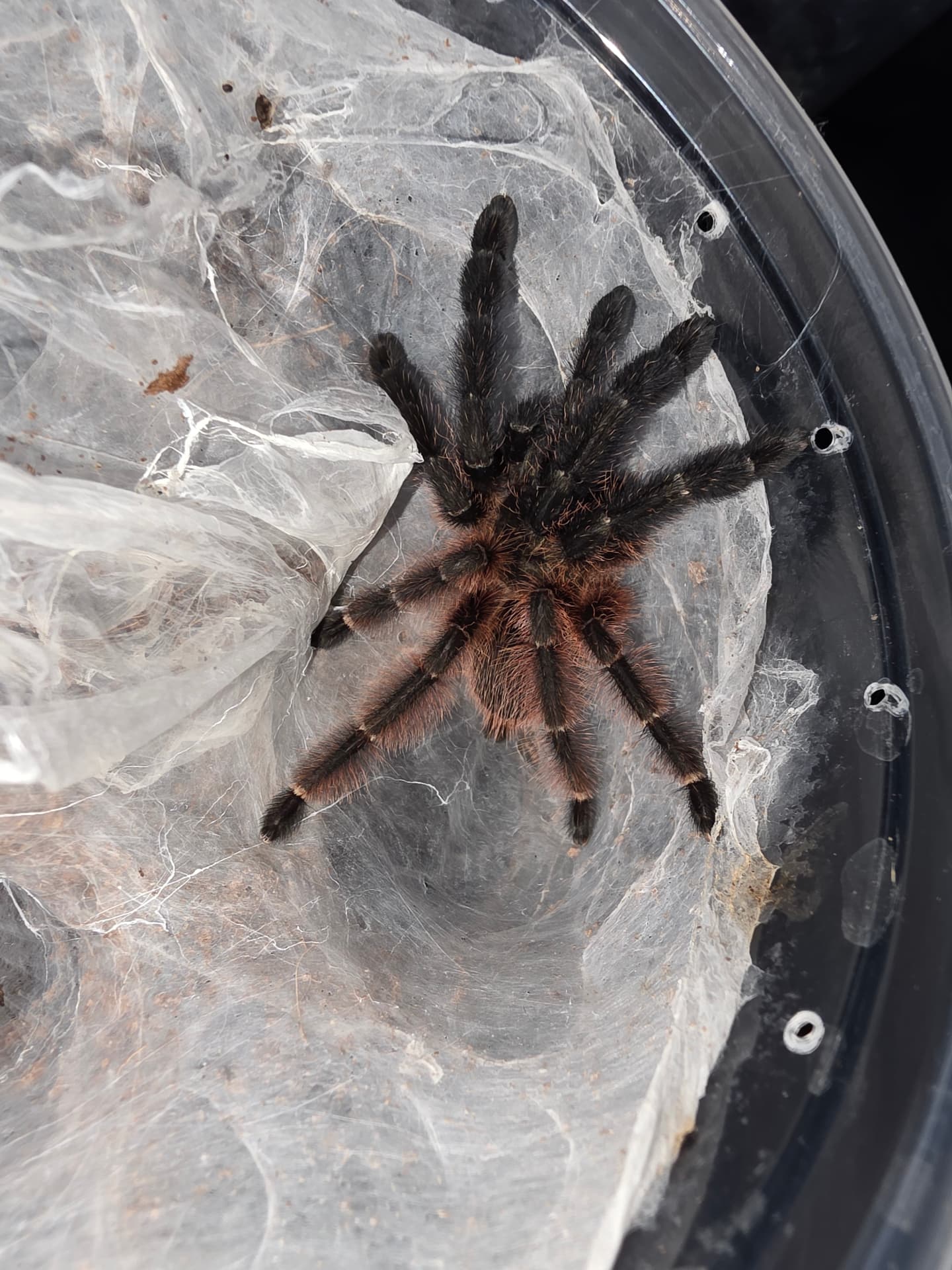 Psalmopoeus victori - Psalmopoeus victori ♀️ | Terra Market