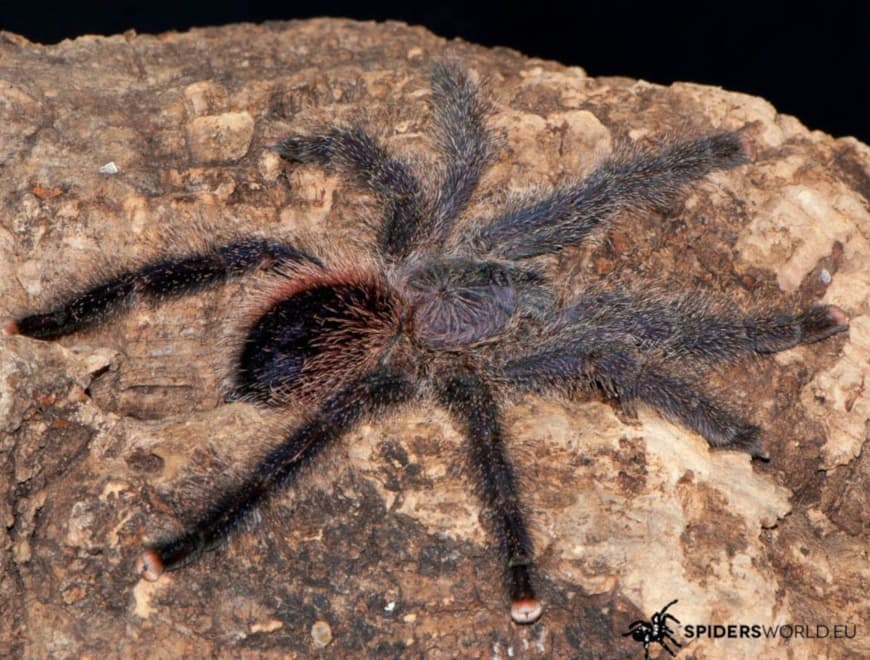 Avicularia juruensis M2 (1.5cm)