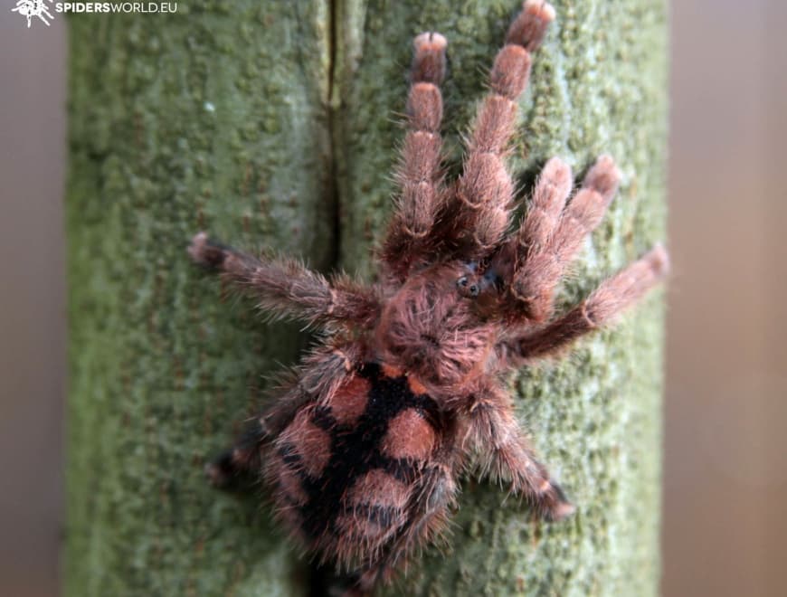 Avicularia minatrix (1cm)