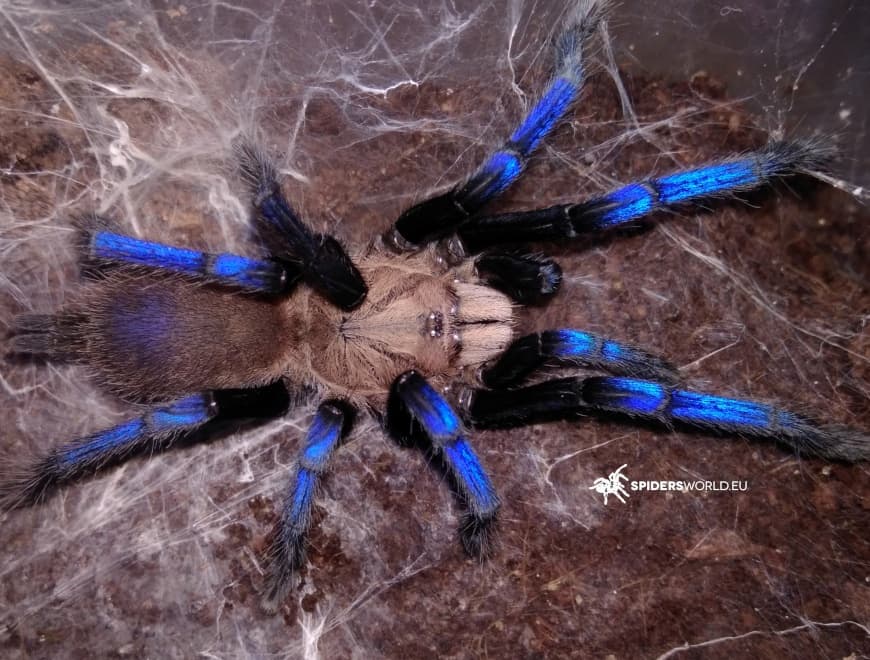 Birupes simoroxigorum Samica + Samiec (4cm)