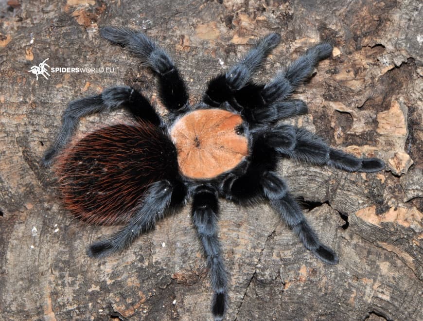 Brachypelma albiceps Samica + Samiec (5.5cm)