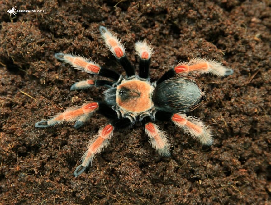 Brachypelma boehmei (1cm)