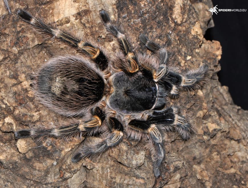Grammostola pulchripes (1cm)