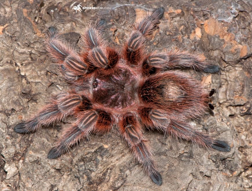 Grammostola rosea red (1cm)