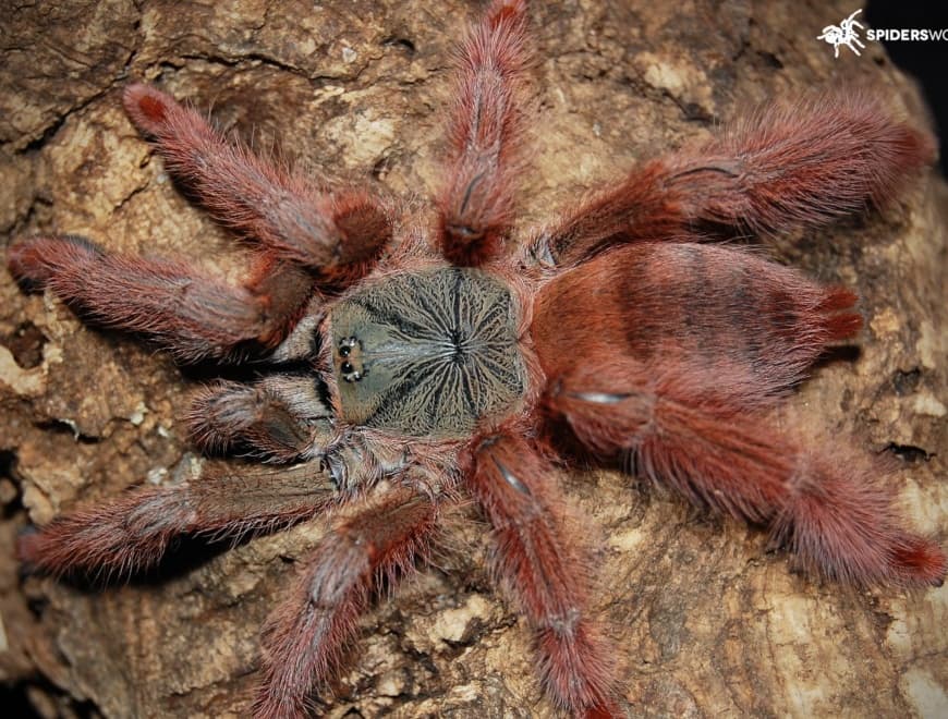 Amazonius germani - Amazonius germani (1cm) - Orange Treespider | Terra Market