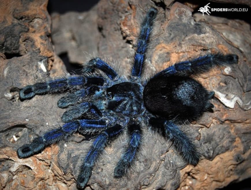 Avicularia purpurea - Avicularia purpurea (1cm) - Lila Spitzwegerich | Terra Market