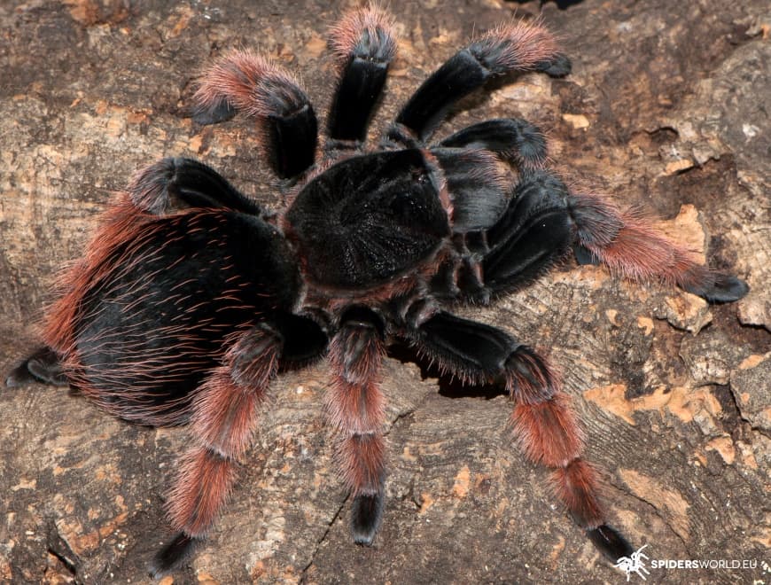 Brachypelma klaasi - Brachypelma klaasi (1,5cm) - Mexikanisches Rosa | Terra Market