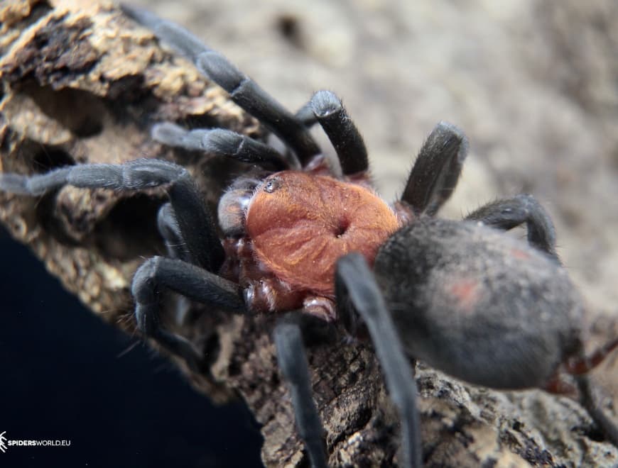 Bumba horrida - Bumba horrida (0,5 cm) | Terra Market