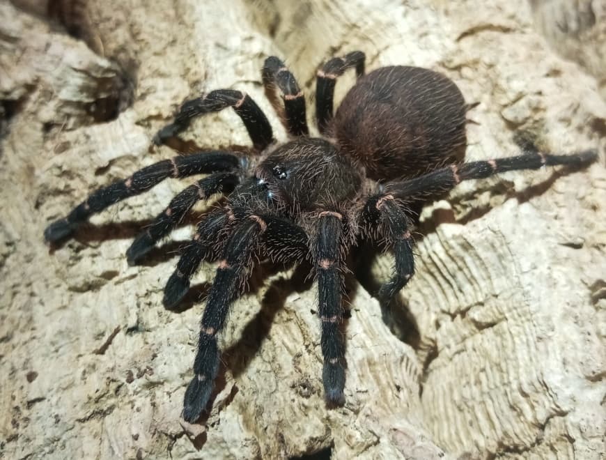 Ami sp Panama - Ami sp Panama Samica (4cm) | Terra Market