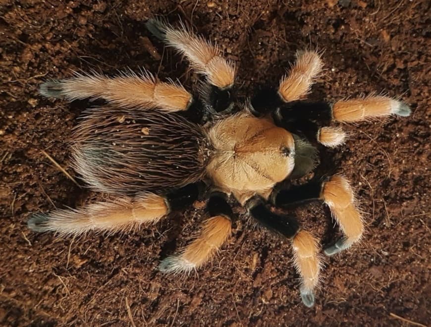 Aphonopelma bicoloratum - Aphonopelma bicoloratum Weibchen + Männchen (5cm) | Terra Market
