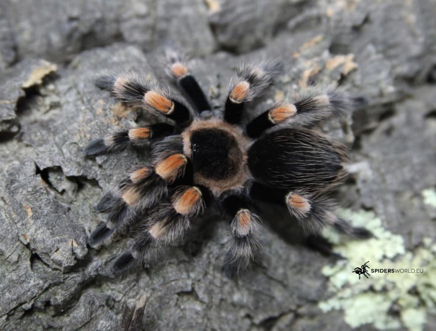 Brachypelma hamorii - Brachypelma hamorii Weibchen (6cm) - Rothalsvogelfänger | Terra Market