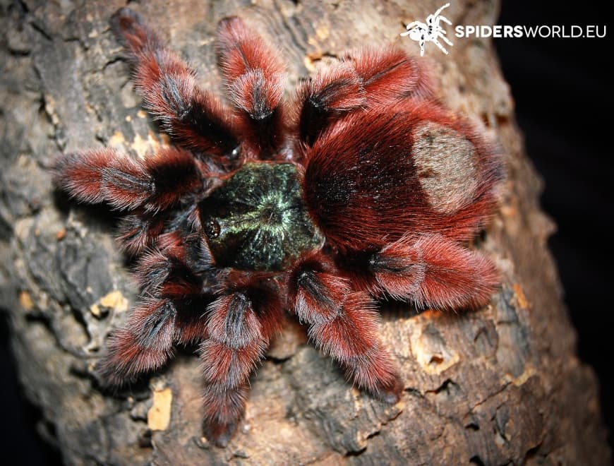 Caribena versicolor - Caribena versicolor (1,5cm) - Martinique PinkToe | Terra Market