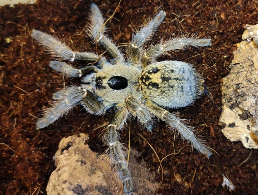 Ceratogyrus brachycephalus - Ceratogyrus brachycephalus WF Weibchen (4,5cm) | Terra Market