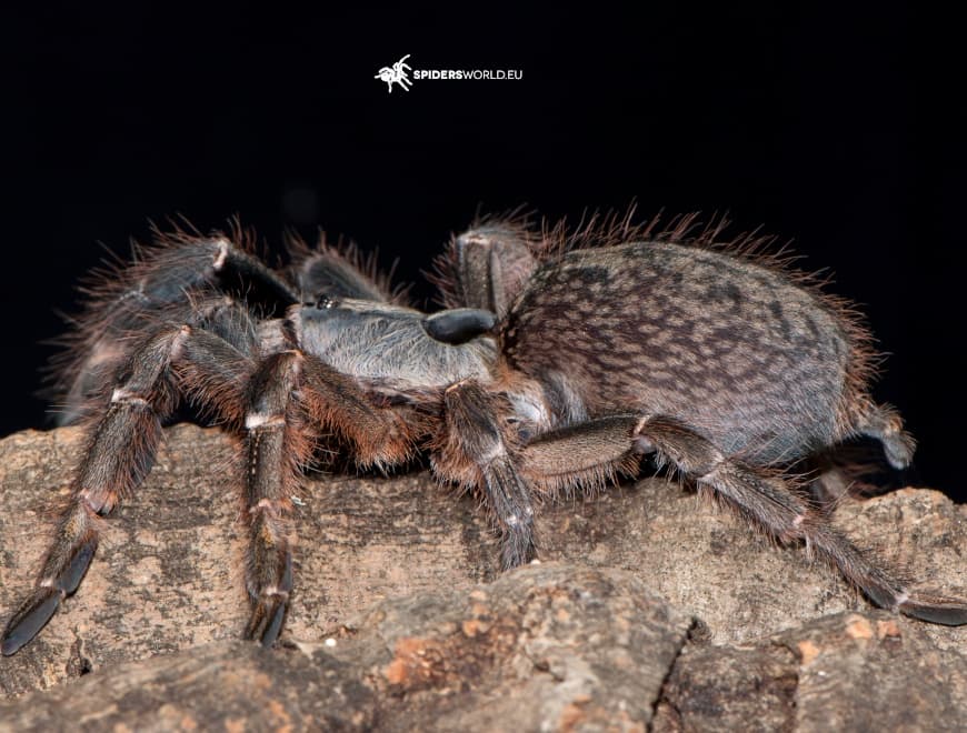 Ceratogyrus darlingi - Ceratogyrus darlingi (1cm)- Ostafrikanischer Hornpavian | Terra Market
