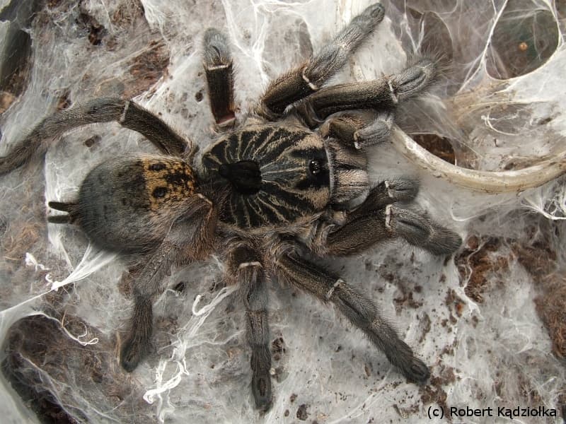 Ceratogyrus marshalli - Ceratogyrus marshalli Weibchen (6cm) - Glatthornpavian | Terra Market