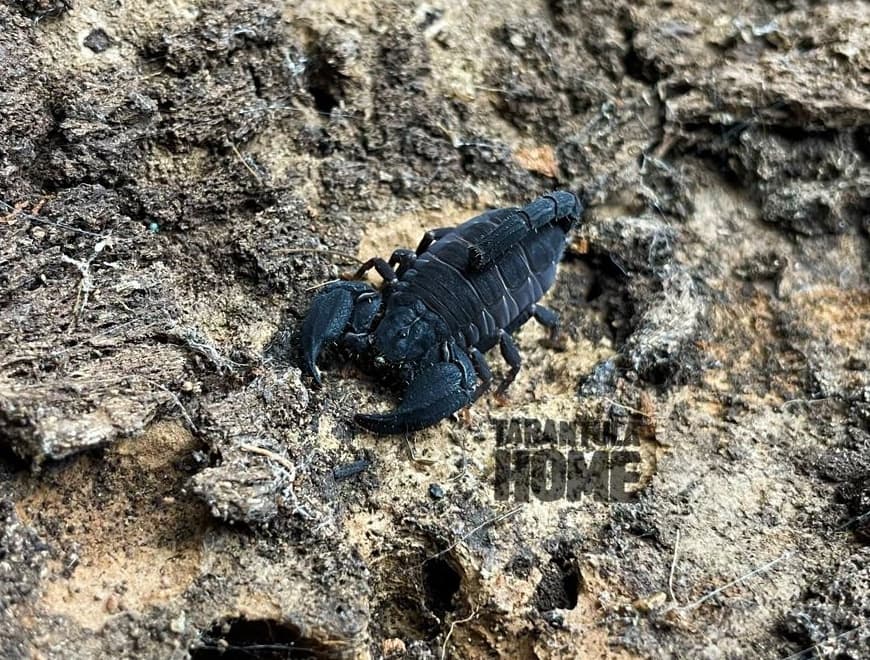 Chaerilus variegatus - Chaerilus variegatus L2 | Terra Market