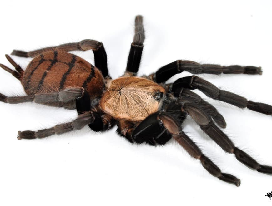 Chilobrachys fimbriatus - Chilobrachys fimbriatus (2cm) - Indisches Veilchen | Terra Market