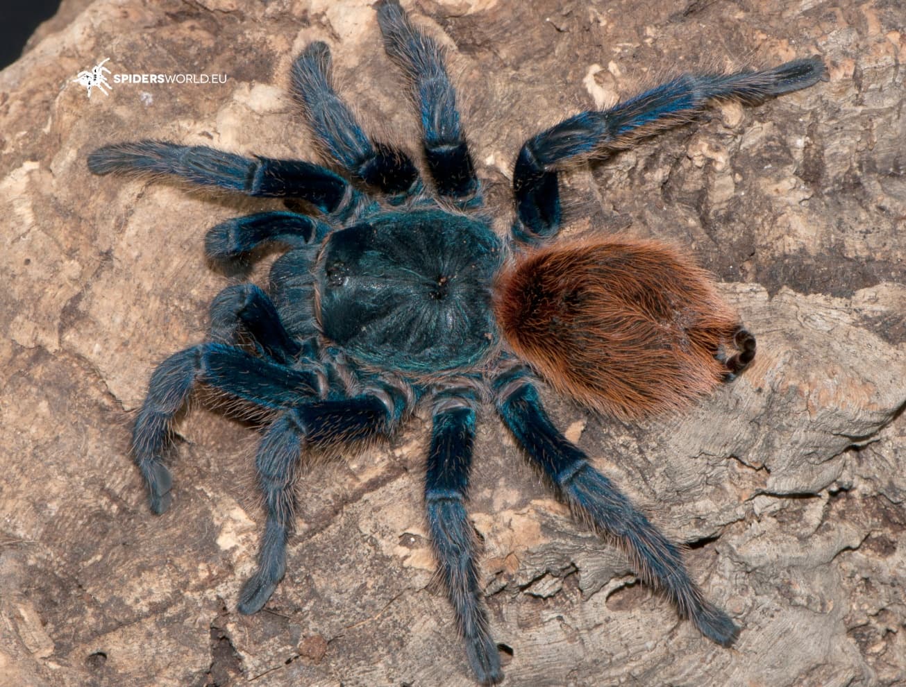 Chromatopelma cyaneopubescens - Chromatopelma cyaneopubescens Samica (4cm) – GBB – Green Bottle Blue | Terra Market