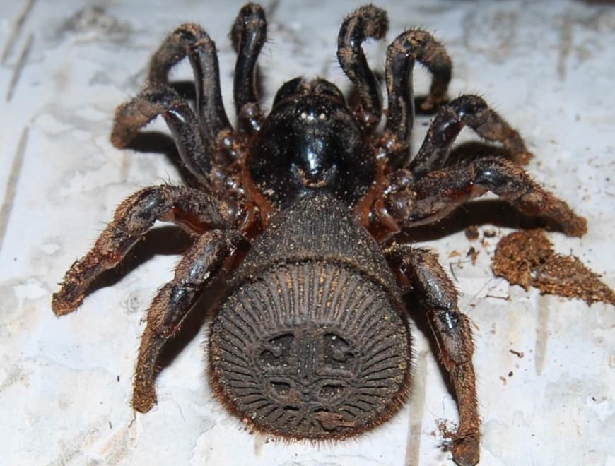 Cyclocosmia lannaensis - Cyclocosmia lannaensis (0.5cm) | Terra Market