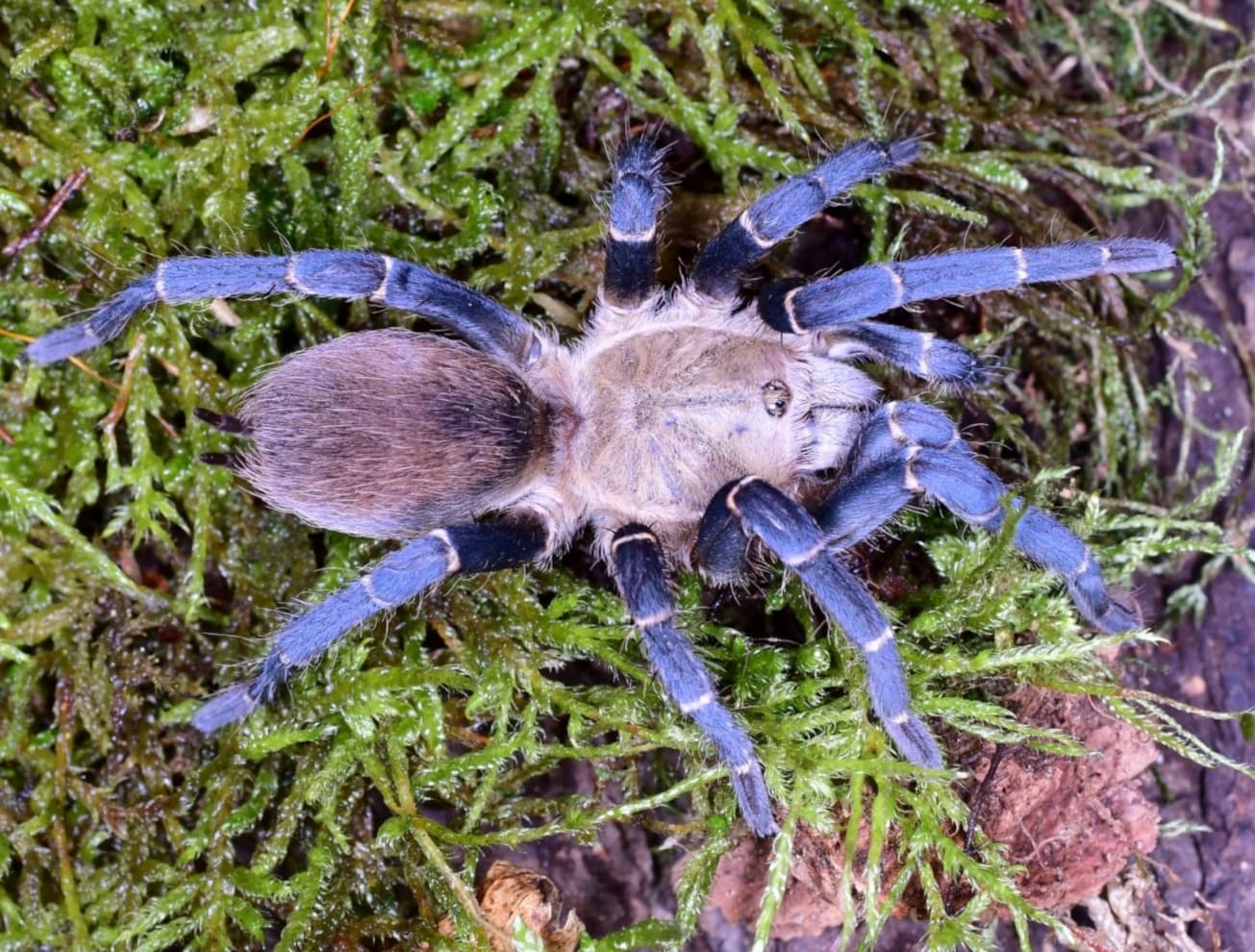Cyclosternum sp. aureum - Cyclosternum sp. aureum (0.5cm) | Terra Market