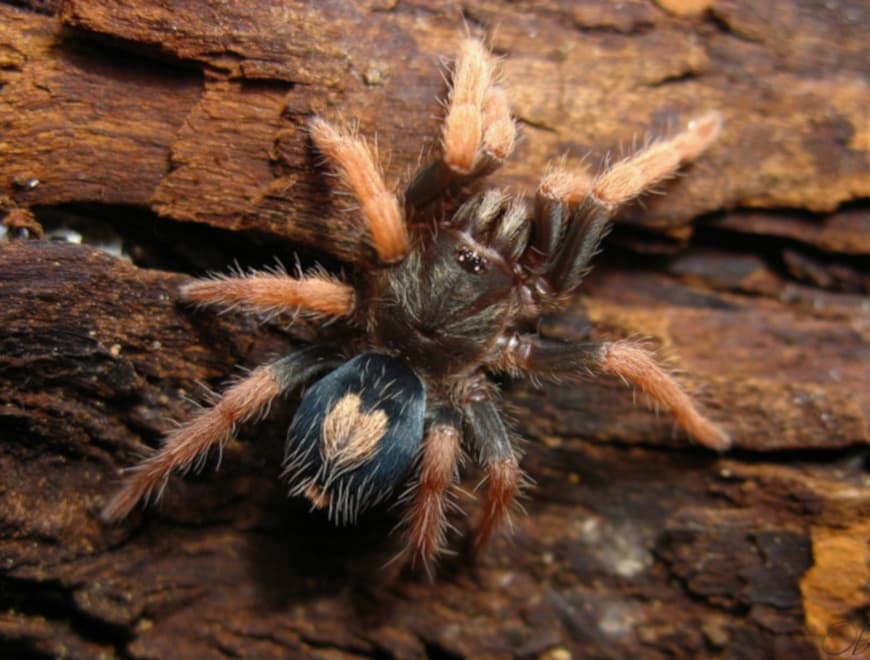 Cyriocosmus aueri - Cyriocosmus aueri (0.5cm) | Terra Market