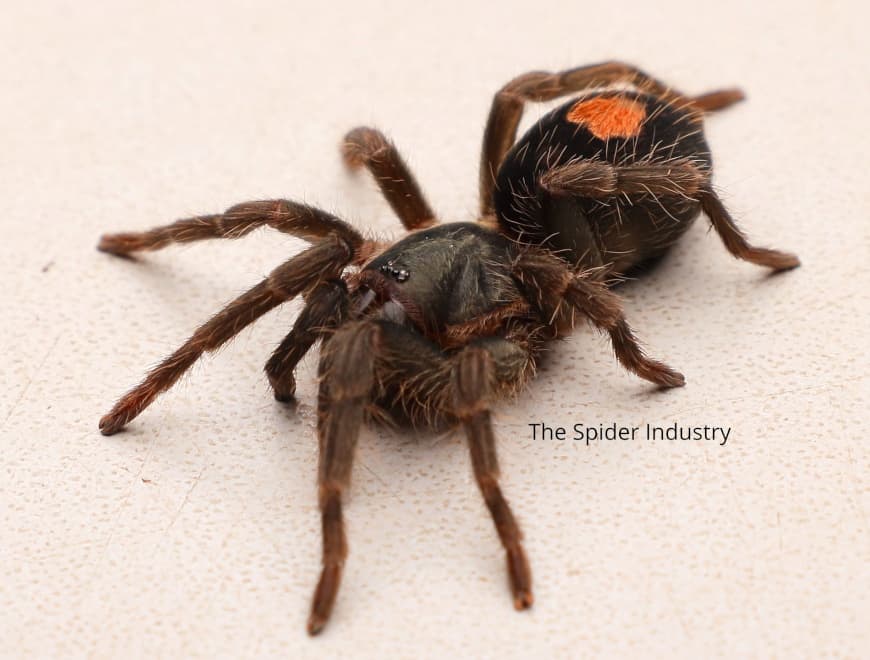 Cyriocosmus sp Oro Negro - Cyriocosmus sp Oro Negro (0.5cm) | Terra Market