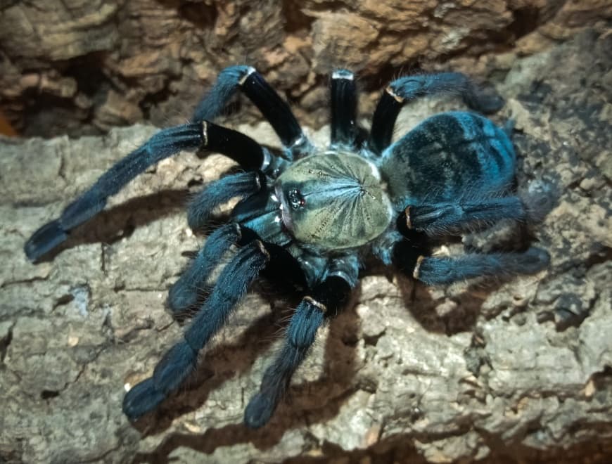 Cyriopagopus sp. Sumatran Tiger - Cyriopagopus sp Sumatran Tiger (1.5cm) | Terra Market