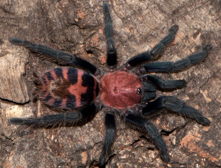 Davus pentaloris - Davus pentaloris (1cm) – Ptasznik tygrysi | Terra Market