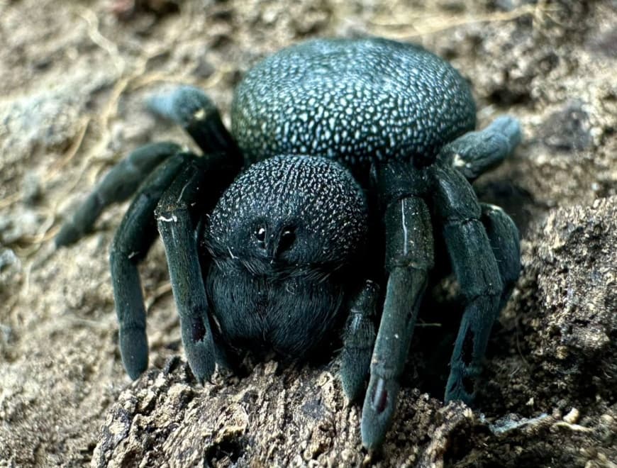 Eresus sandaliatus - Eresus sandaliatus (0.5cm) | Terra Market