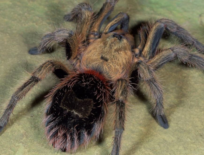 Euathlus manicata gold - Euathlus manicata gold (1cm) | Terra Market