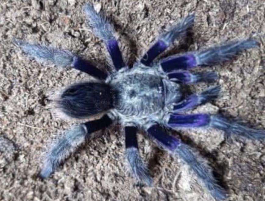 Euathlus truculentus blue (1cm)