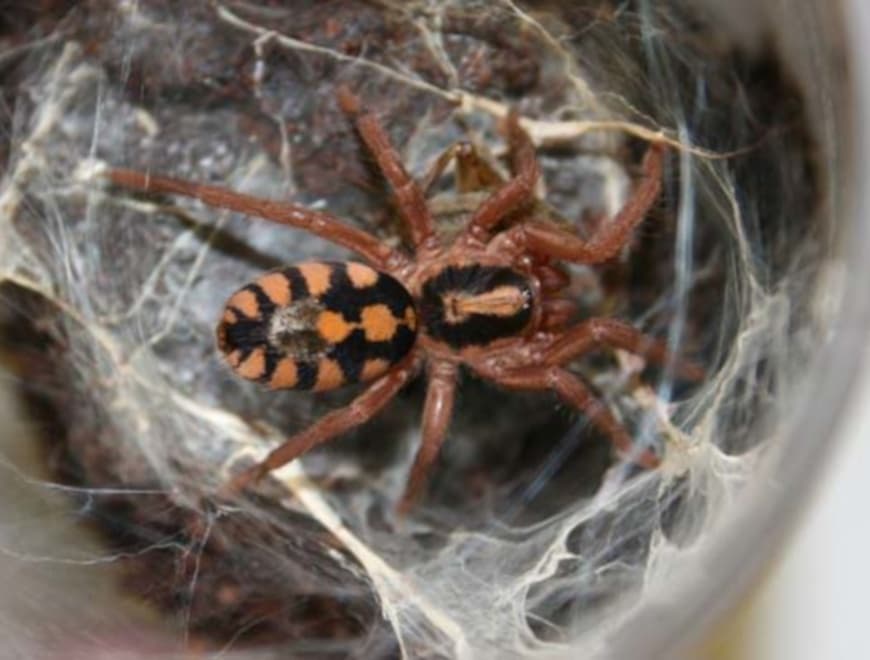 Hapalopus formosus Samica + Samiec (4cm) - Pumpkin patch