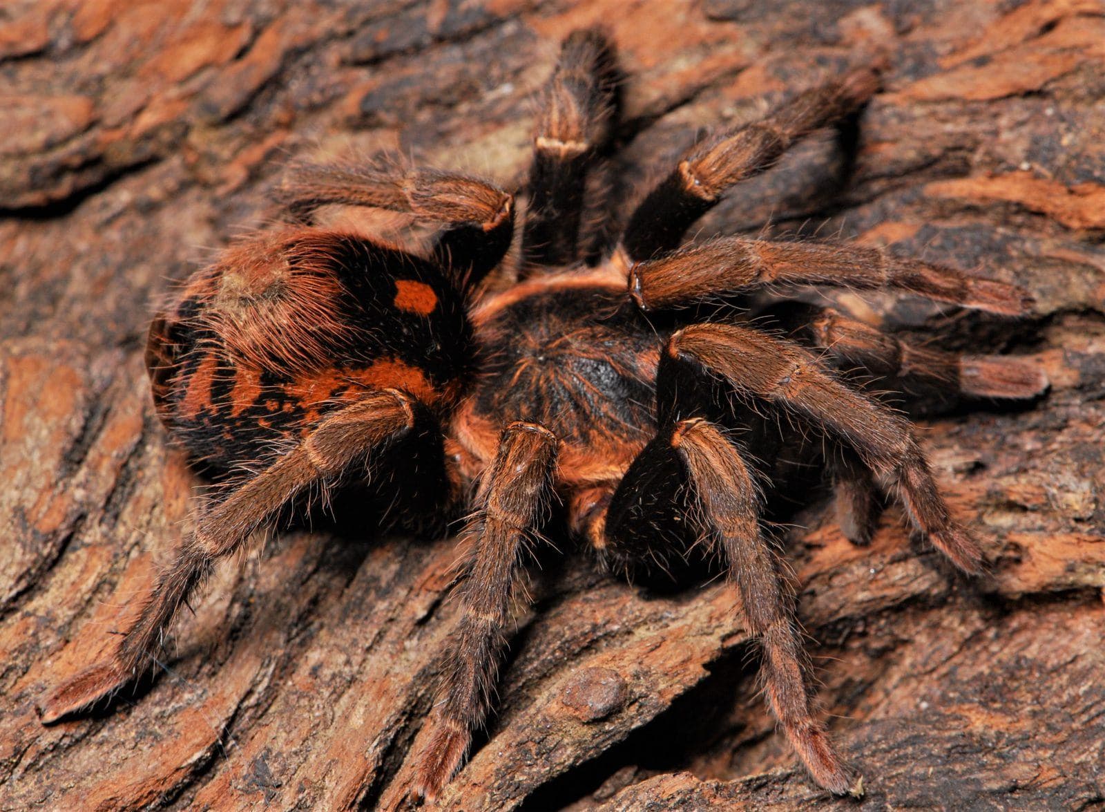 Hapalopus vangoghi (0.5cm)