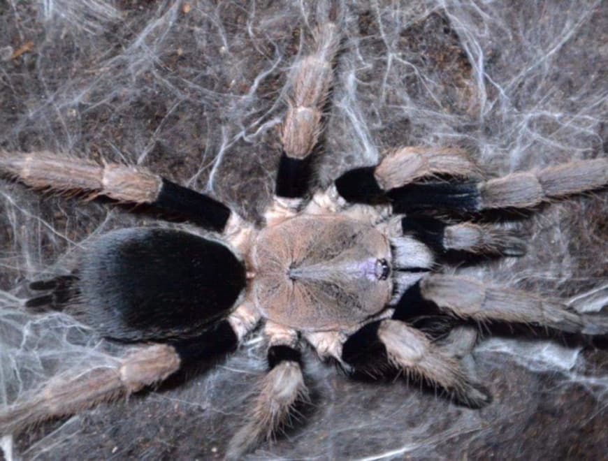 Haplocosmia sp black femur (1cm)