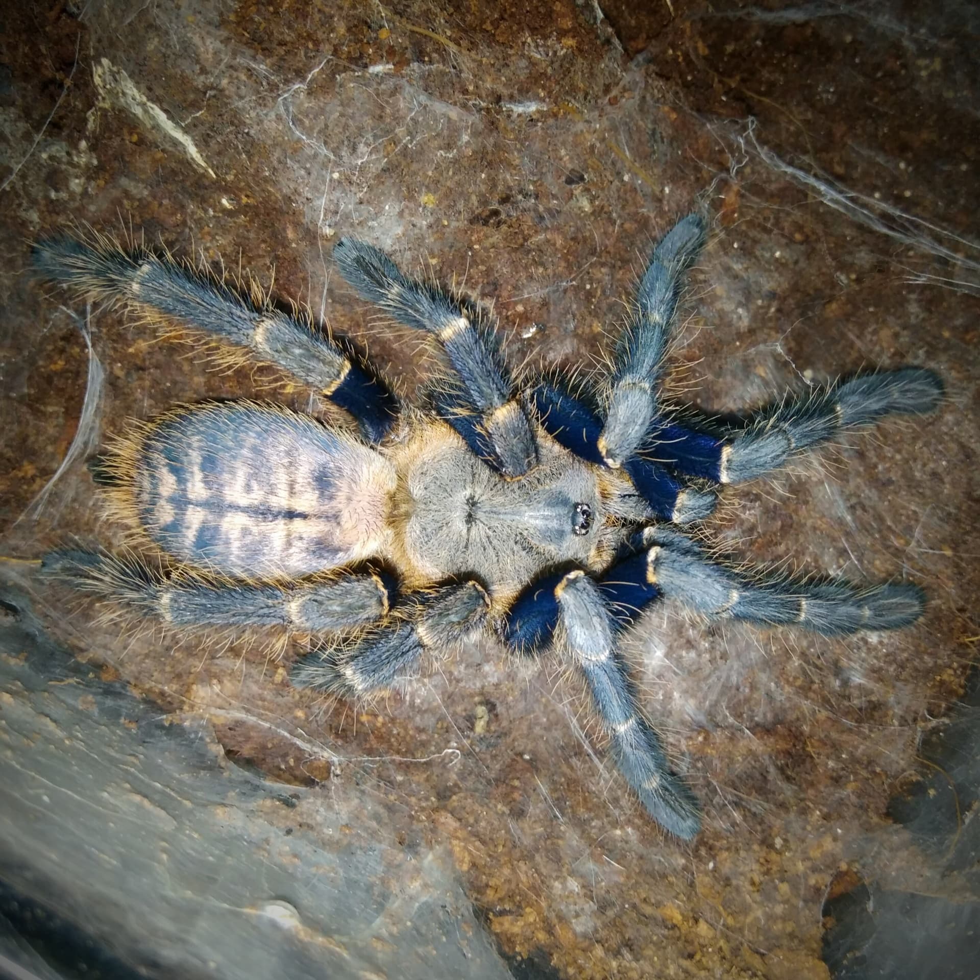 Haplopelma robustum (1.5cm)