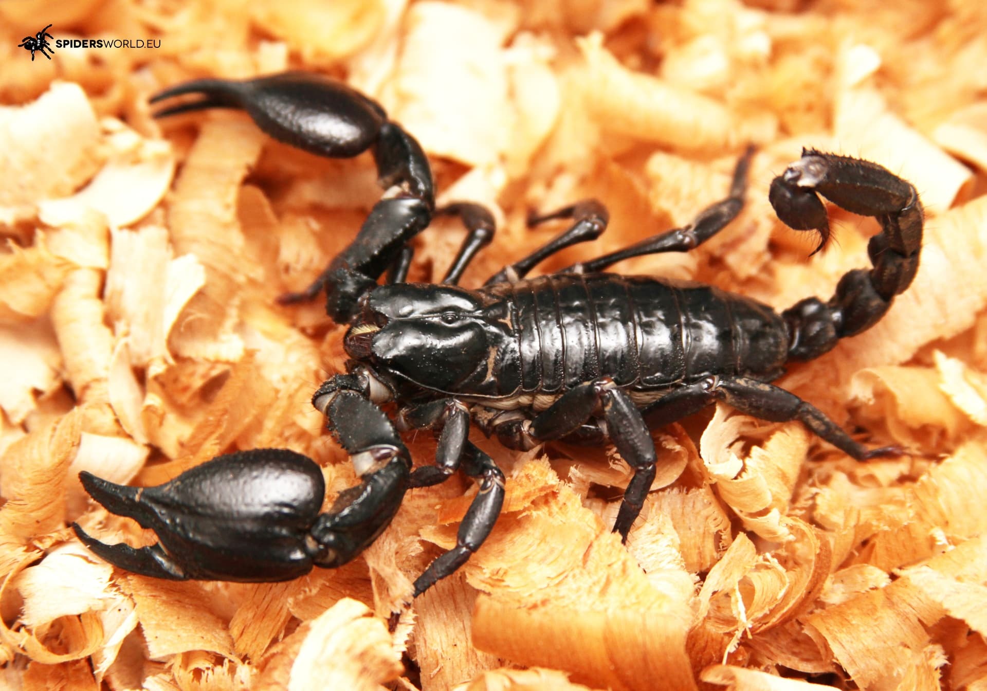 Heterometrus silenus Adult